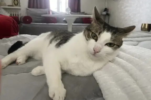 Chats européens mâles disparus à Fénery - photo