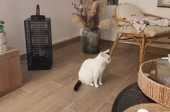 Chat perdu, Vouneuil-sous-Biard, photo: Chat perdu à Vouneuil-sous-Biard 🚨