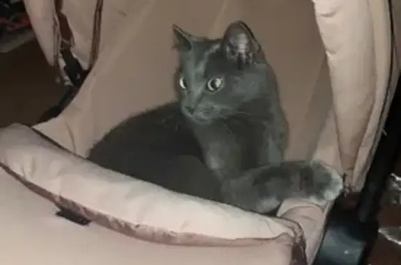 Animaux perdus , photo: Chat gris perdu à Vendenesse-sur-Arroux
