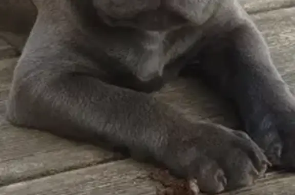 Chien perdu , photo : Staffy mâle gris bleu perdu à Uchizy