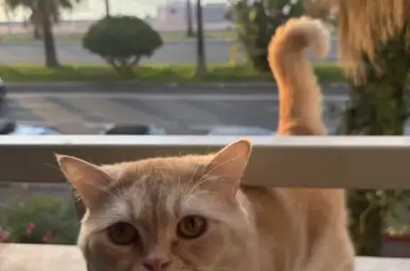 Chat perdu, Nice, photo: Chat roux perdu, Toffee, Avenue Californie