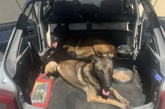 Deux malinois mâles trouvés sans collier à Persac - photo