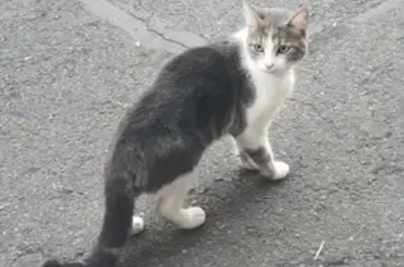 Chat trouvé avec collier brun à Metz - photo