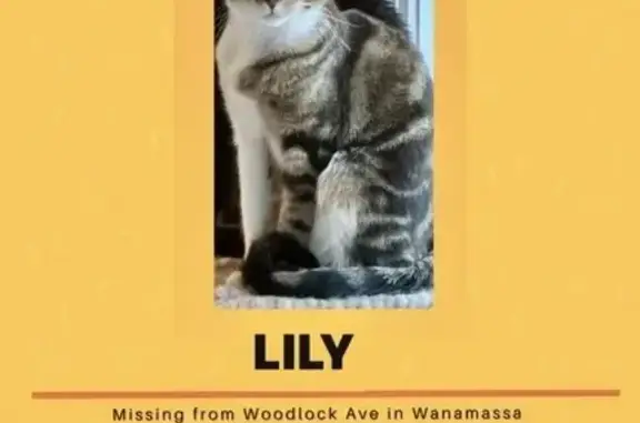 Lost Cat in Wanamassa: $500 Reward Offered