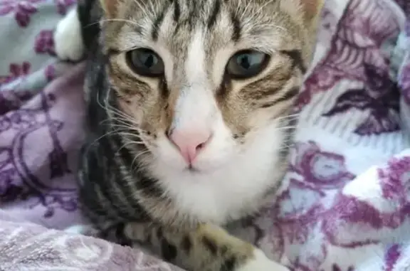 Lost Male Tabby Cat on Saint Kilda Road