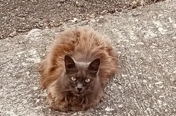 Chatte non identifiée trouvée à Nice - photo