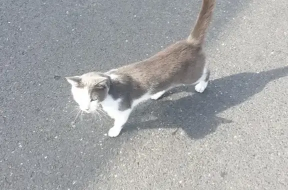 Chat gris et blanc trouvé à Loos - photo