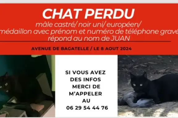 Chat perdu, , photo: Chat perdu à Aix-en-Provence