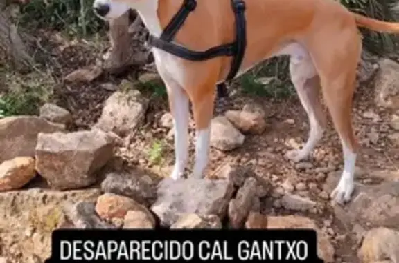 Perro Perdido en Castelldefels: Galgo-Bodeguero