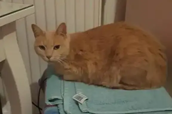 Animaux perdus Drusenheim, photo: Chat roux-crème perdu à Drusenheim