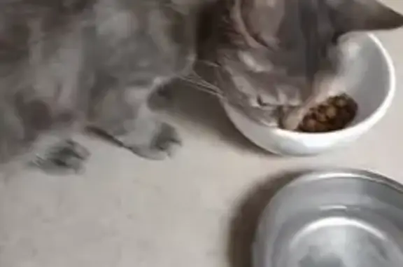 Chat trouvé sans collier ni puce à Arinthod - photo