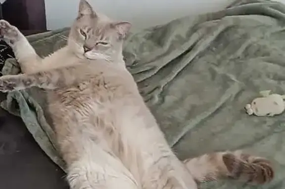 Animaux perdus Beauvais, photo: Chat peureux perdu près du giratoire Beauvais