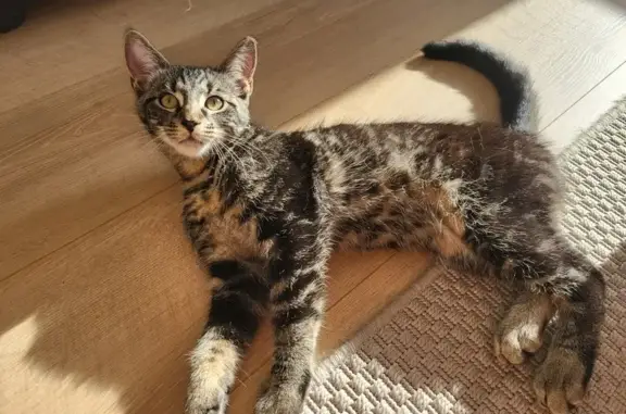 Chaton trouvé près du collège à Villeneuve-d'Ascq - photo