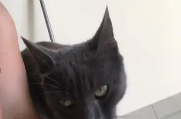 Chat trouvé sans collier à Montagny - photo