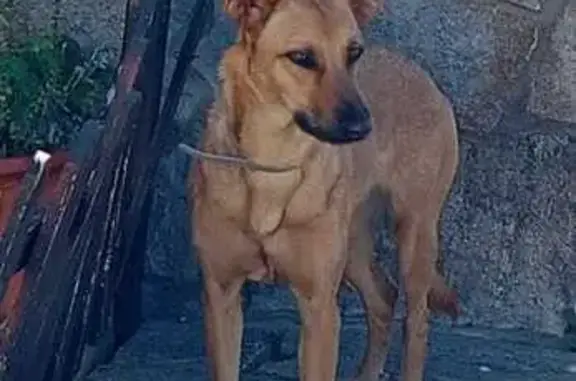 **¡Perro Perdido! Mestiza Pastor Alemán/Podenco**