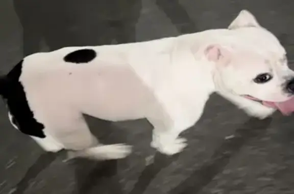 Missing Pocket Bully: White with Black Spots