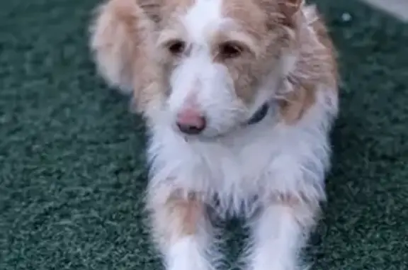 Chien perdu Soustons, photo : Chien blessé disparu à Soustons : soyez vigilants
