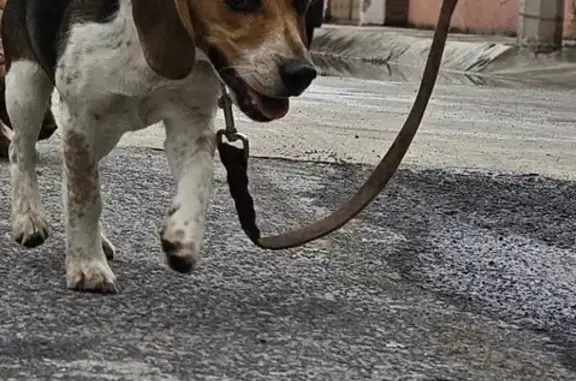 ¡Ayuda! Beagle Perdida en Pachuca de Soto