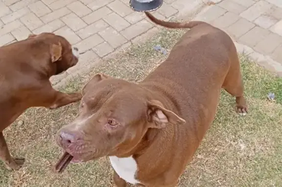 Found: 2 Pitbulls on Joburg Rd, Emfuleni