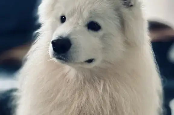 Chien perdu , photo : Deux samoyèdes perdus à Freybouse