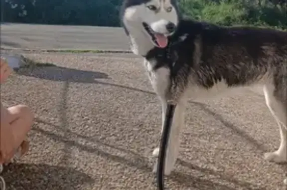 Chien trouvé Bouligny, photo: Husky femelle 2 ans trouvée Place Lénine