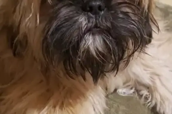 Chien perdu , photo : Chien perdu : Shi Tzu femelle, Valdallière