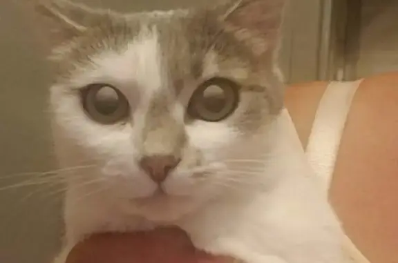 Chat perdu, , photo: Chat perdu : Femelle blanche et grise à Terrats