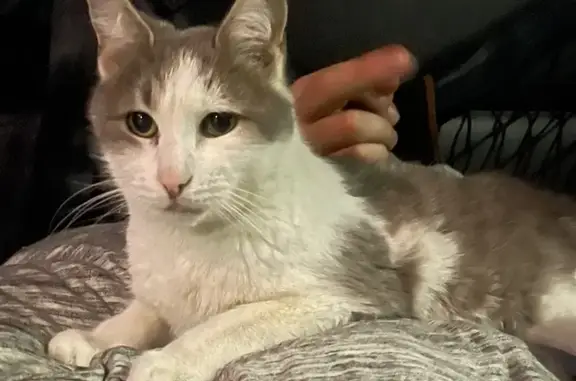 Missing Gray & White Cat: Noodle in Muskogee