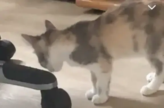 Chatte écaillée disparue à Grenade - photo
