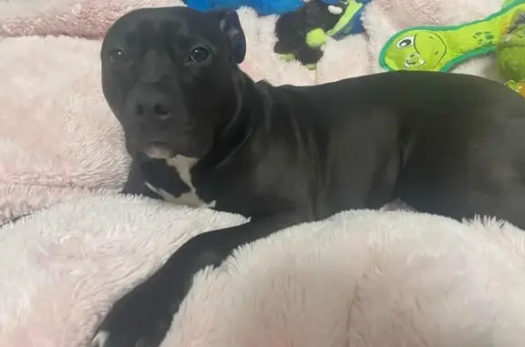 Missing: Skittish Black Pitbull Lab Mix