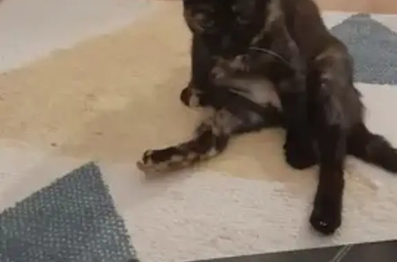 Chat perdu, Châlons-en-Champagne, photo: Chatte écaille de tortue perdue à Châlons
