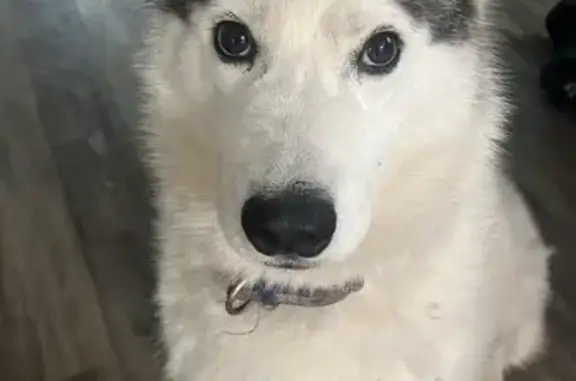 Lost Husky: Male, Black & White, Waxahachie