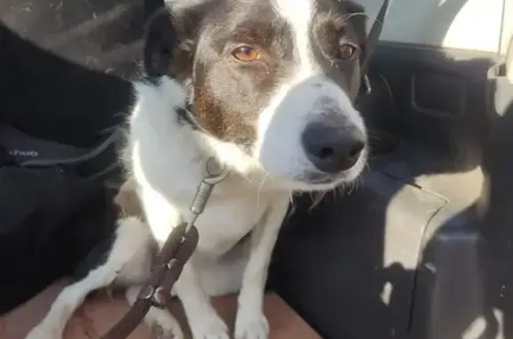 Chienne border collie retrouvée à Montaud - photo