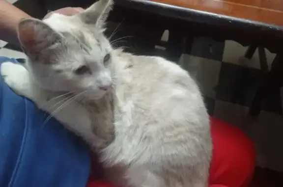 Gatita Blanca Lactante Encontrada en Xonacatepec