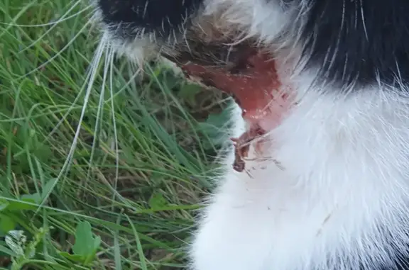 Chat noir et blanc attaqué à Livry-sur-Seine - photo
