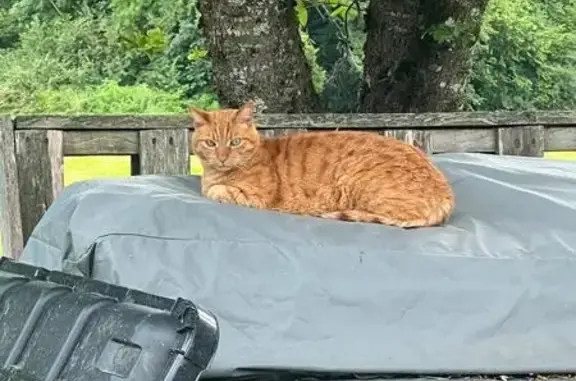 Animaux perdus Annecy, photo: Chat roux perdu Rue des Hauts de Sainte-Anne