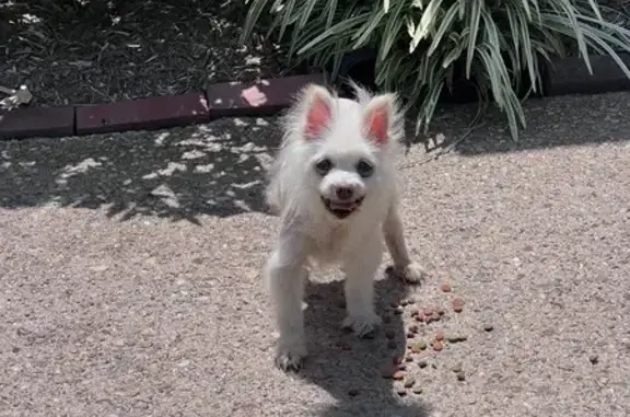 Found Elderly Female Dog - Waters Edge Dr, Louisville