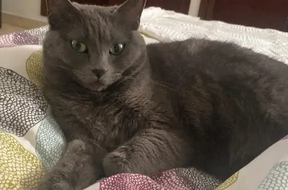 ¡Gato Perdido en Sevilla! Pelo Gris y Ojos Verdes