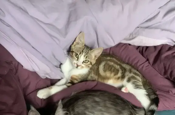 Chat perdu, Yssingeaux, photo: Chaton 5 mois disparu à Yssingeaux