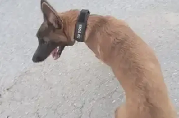 Perro Perdido en Cancún: Pastor Belga Café