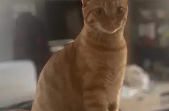Animaux perdus Annecy, photo: Chatte rousse tigrée 1 an disparue à Annecy