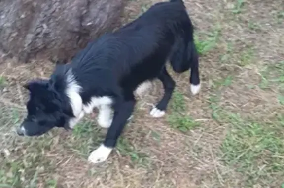 Chien Border Collie trouvé à Pléneuf-Val-André - photo
