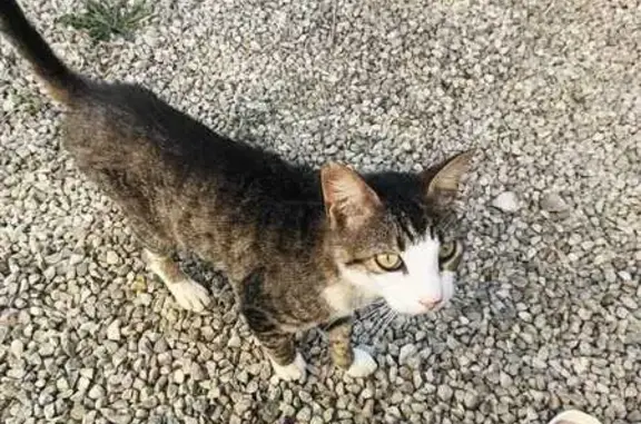 Chat trouvé Rue du Maréchal Ferrant - photo