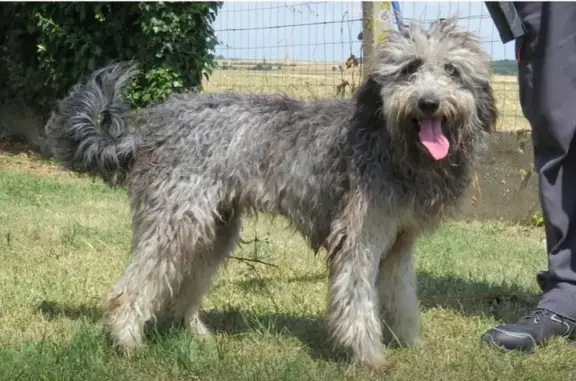 Chien gris frisé perdu à Saint-Benoît-sur-Loire - photo