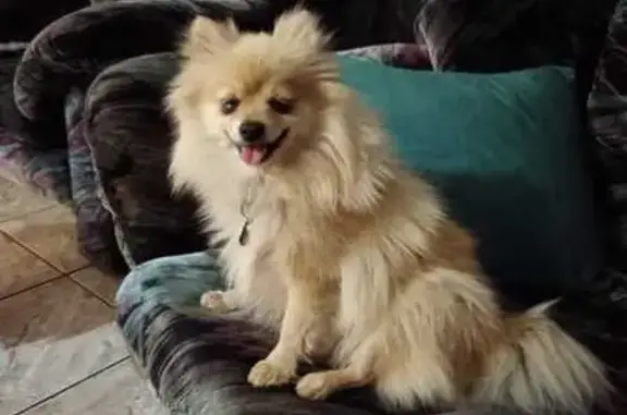 Lost Cream Toypom in Pretoria - Help Needed!