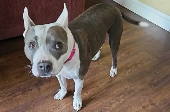 Missing Pit Bull: Annie Lost on Reiner Rd