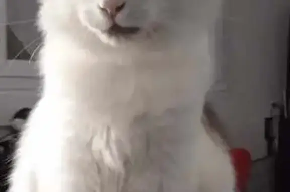 Animaux perdus Ydes, photo: Chat Angora perdu - Quartier Belvédère, Ydes
