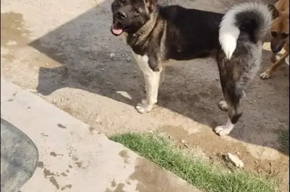 ¡Perrita Akita Perdida en Ciudad Juárez! 🐾