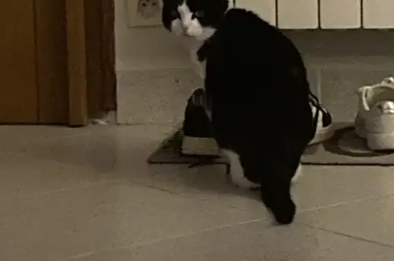 Animaux perdus Saint-Pryvé-Saint-Mesmin, photo: Chatte noire et blanche disparue à Saint-Pryvé