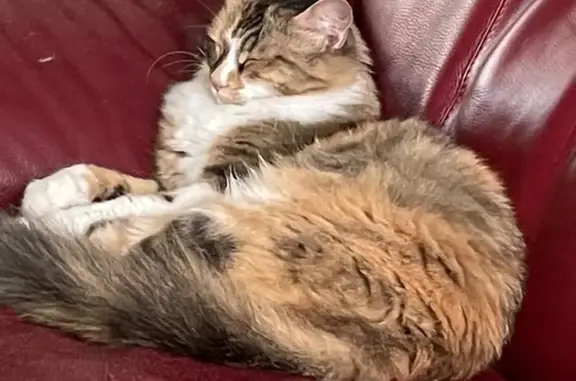 Animaux perdus Échirolles, photo: Chatte tricolore perdue à Échirolles